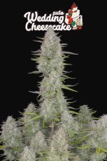 Wedding Cheesecake Auto - autoflowering semena 5ks Fast Buds