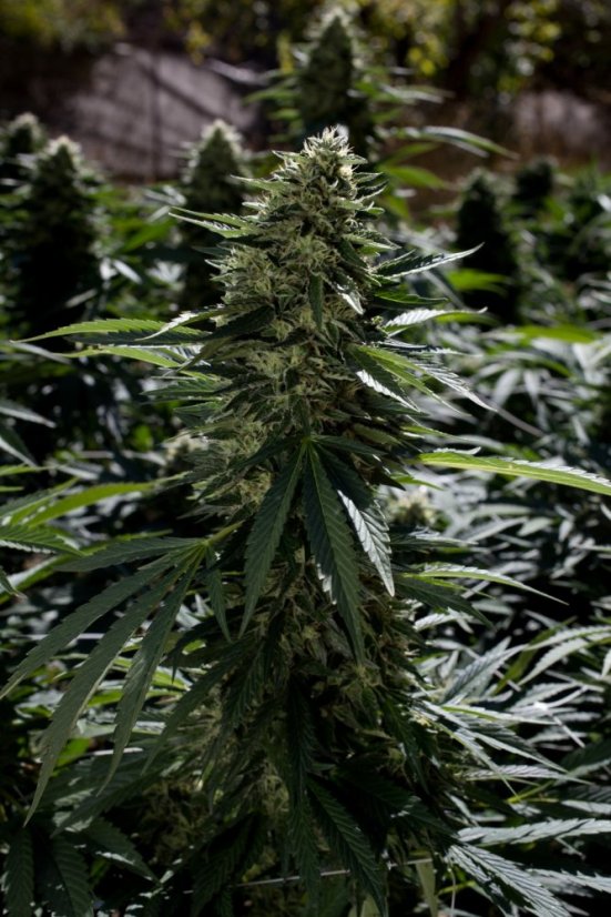 Sour Diesel 2 - feminizovaná semínka 3ks Humboldt