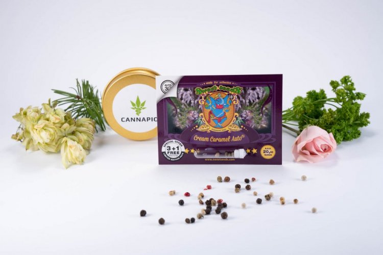 Cream Caramel Auto – samokvitnúce semienka 3 ks Sweet Seeds