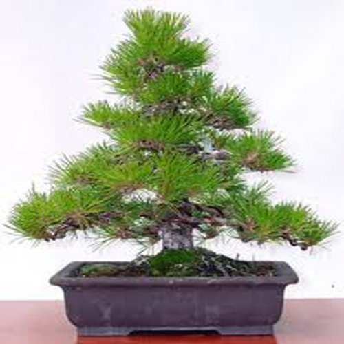 Borovice thunbergova (rostlina: Pinus thungergii) - semínka 4 ks