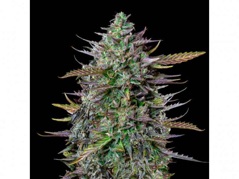 GOATlato Auto - autoflowering 10ks - Royal Queen Seeds x Mike Tyson