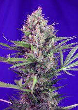 Cream Mandarine Fast Version - feminizované semienka 10ks Sweet Seeds