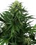 Honey Melon Kush - feminizované semená konope 3 ks, Sensi Seeds