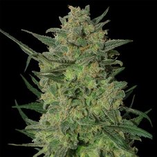 LSD - feminized seeds 5 pcs Barney's Farm