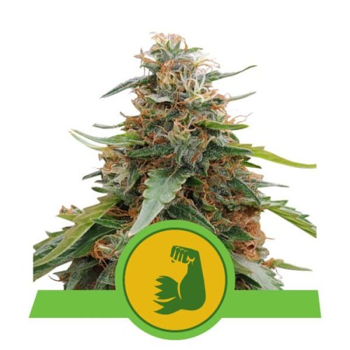 HulkBerry Automatic - autoflowering seeds 10 pcs Royal Queen Seeds