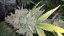 Purple Trainwreck - feminizovaná semína 3ks Humboldt