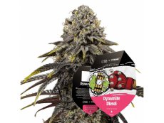 Dynamite Diesel - odmiana feminizowana 5szt Royal Queen Seeds x Mike Tyson