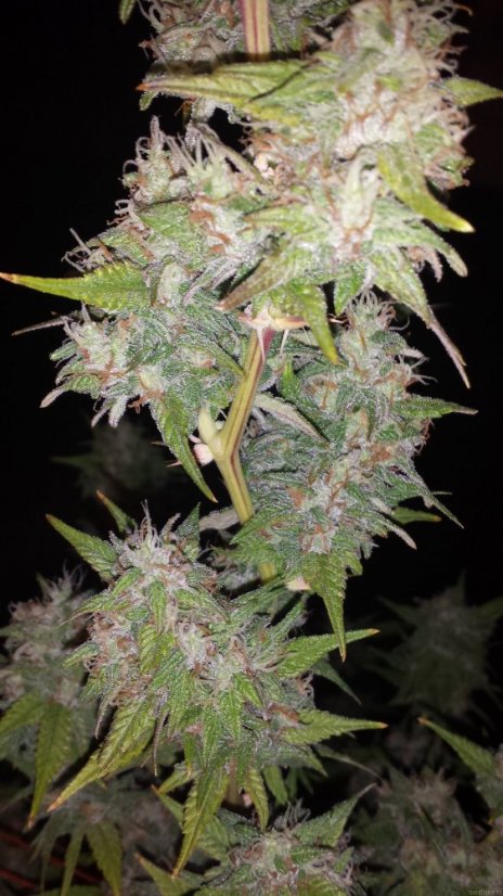 Critical Kush – feminizovaná semena 10 ks Barney´s Farms