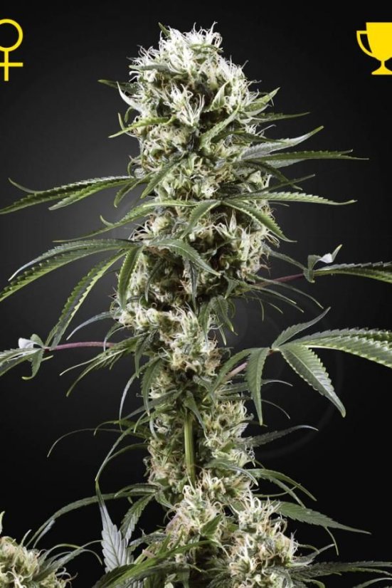 Super Lemon Haze - feminizovaná semena 10 ks Green House Seeds