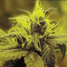 Sagarmatha Seeds A-1 Haze feminizovaná semena
