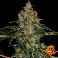 Shiskaberry - feminizované semená marihuany 3 ks Barney´s Farm