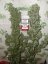 Monster - 9ks feminized semená Eva Seeds