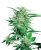 Big Bud - semínka 10 ks standardizované Sensi Seeds