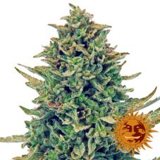 CBD Blue Shark - feminizovaná semienka 5 ks Barney's Farm