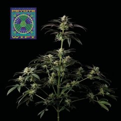 Peyote Wi-fi - feminisierte Cannabis-Samen 10Stck, Seedsman