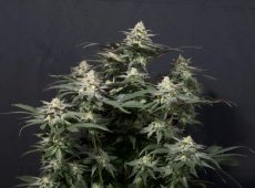 Purple Lemonade FF - feminizowane nasiona marihuany 5 szt Fast Buds