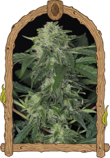 Jungle Fever Auto – feminisierte selbstblühende Samen, 10 Stück, Exotic Seed