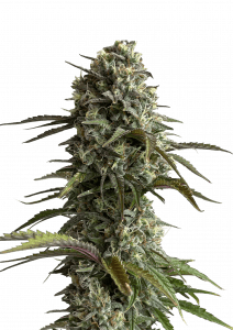 Original Skunk Auto Feminizowane Nasiona - 5