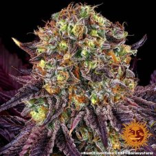 Gelato 45 Feminizált Magok 10db - Barney's Farm Prémium
