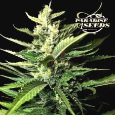 Paradise Seeds Auto Kong 4 samonakvétací semena