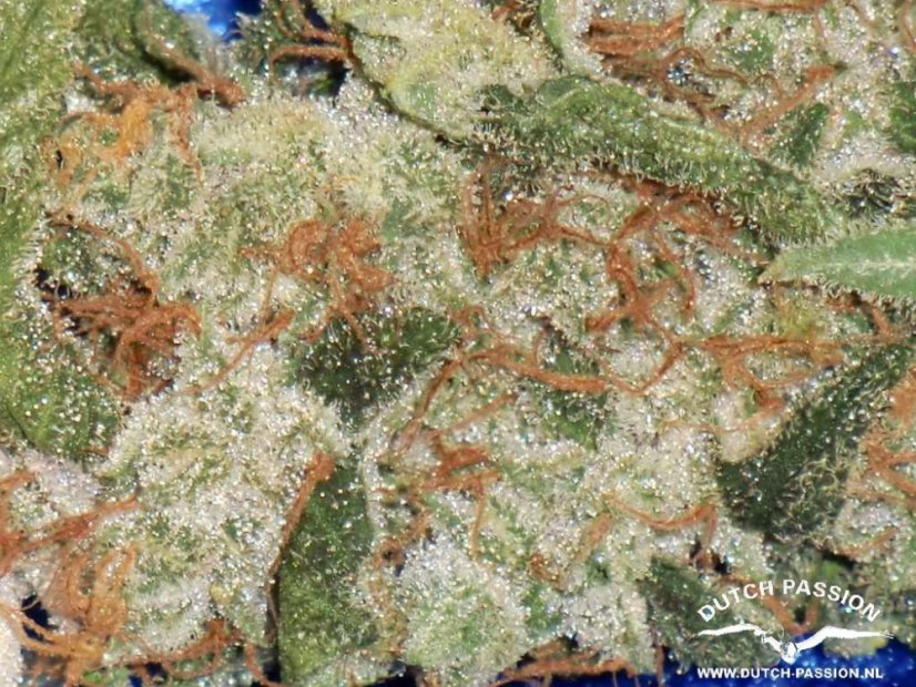 Blue Velvet® - Feminizowane 5ks Dutch Passion Seeds