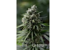 Critical + 2.0 - feminized seeds 10pcs, Silent Seeds