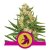 Royal Fat Banana - 10 feminizowanych nasion Royal Queen Seeds