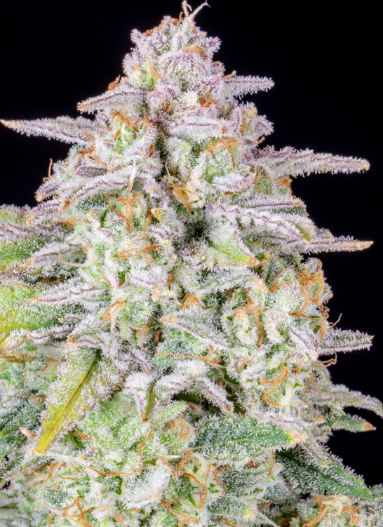 Forbidden Runtz Auto - Autoflowering Marihuana Samen 3 Stück Fast Buds