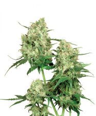 Maple Leaf - semințe 10 buc standardizate Sensi Seeds
