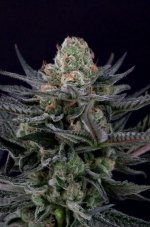 Caramba - nasiona feminizowane 10 sztuk, Paradise Seeds