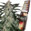 Deimos Auto - feminizované semená, 3 ks, Buddha Seeds