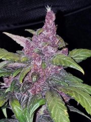 LSD-25 Auto - autoflowering marijuana seeds 3 pcs Fast Buds