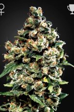Jack Herer - 3ks feminizovaná semienka Green House Seeds