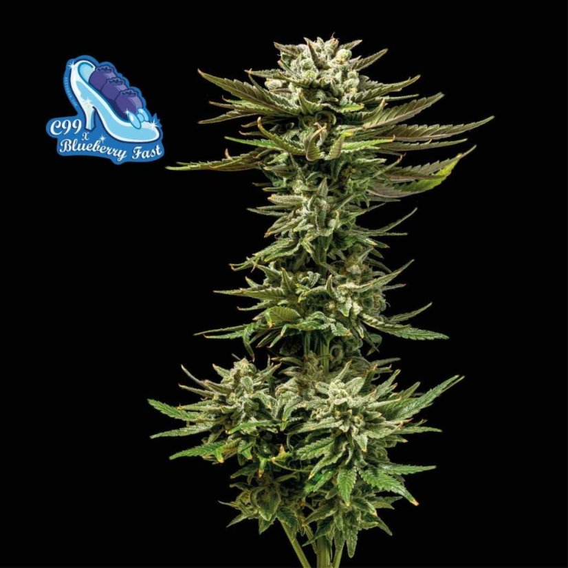 C99 x Blueberry Fast Feminizovaná Semínka - 1