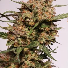 Apollo Black Cherry Auto - samokvitnúci semená konope HumboldtXSeedstockers, 5 ks