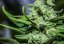 Veneno - 9ks feminized semená Eva Seeds