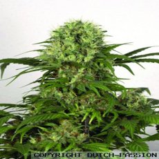 Green Spirit - feminisierte Samen 10ks Dutch Passion