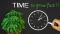 Fastest growing CBD cannabis strains