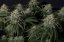 Gorilla Cookies FF - feminizowane nasiona marihuany 5 szt Fast Buds