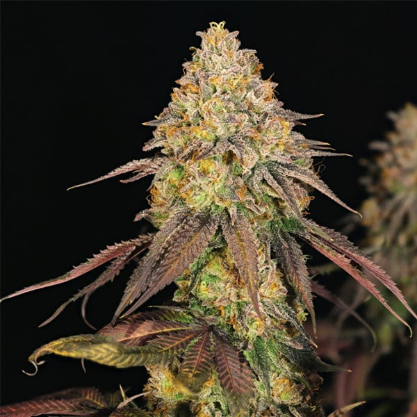 Legendary OG Punch  - feminizovaná semínka 3 ks Royal Queen Seeds