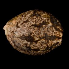 L.A.Vanilla Cake - semillas feminizadas 10pcs, Silent Seeds