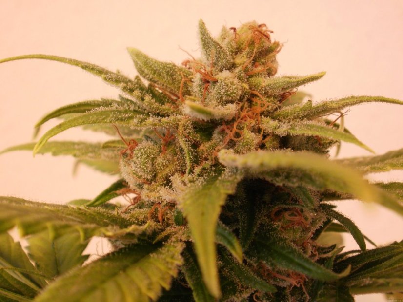 Black Jack – feminizovaná semínka 3 ks Sweet Seeds