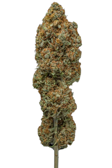 Rucu Cucu OG Auto - Autoflowering cannabis zaden 5 stuks, Seedstockers