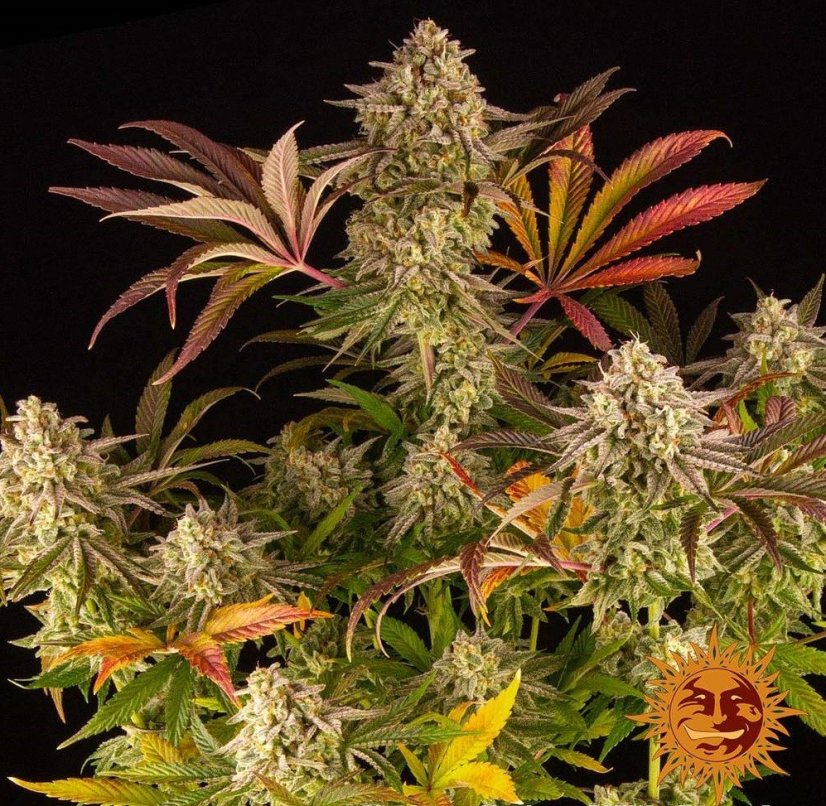 Blue Sunset Sherbert - Feminizovaná semínka 3 ks Barney´s Farm