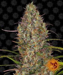 Glue Gelato Auto - autoflowering semena marihuany 5 ks Barney´s Farm