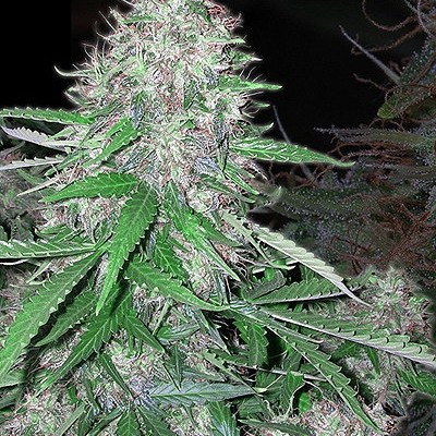 White Dwarf - feminizovaná a autoflowering semínka 10 ks Buddha Seeds