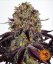 Runtz X Layer Cake - feminized seeds 5 pcs Barney´s Farm