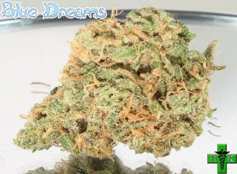 Blue Dream - feminizovaná semínka 3ks Humboldt