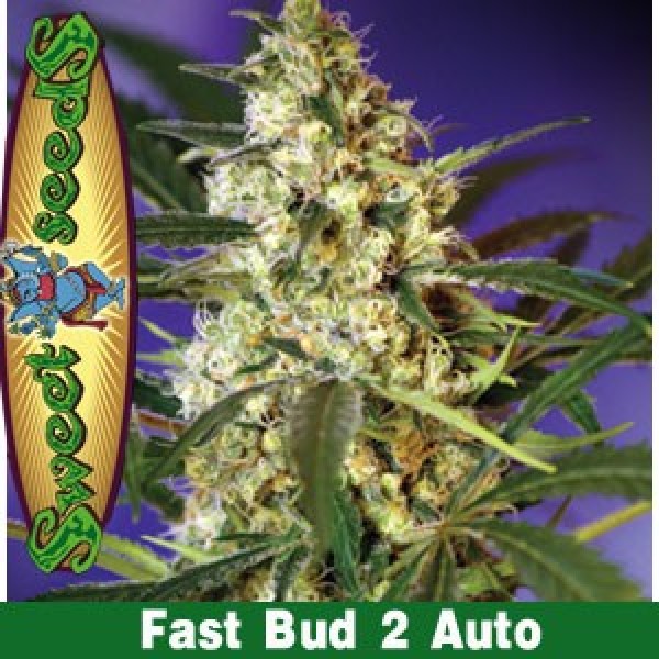 Fast Bud 2 Auto – 3 ks autoflowering semien RQS