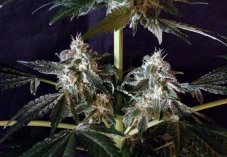 Northern Lights Automatic - feminizované a autoflowering semienka 10ks Sensi Seeds